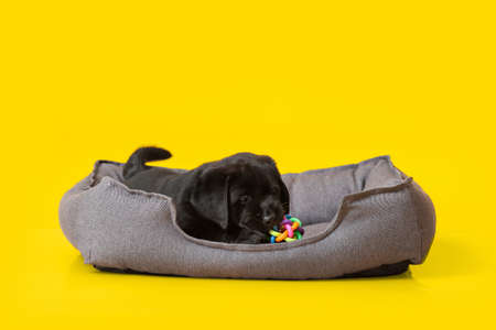 Cute Labrador puppy in pet bed on color background