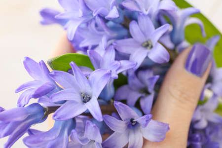 Female hand with beautiful hyacinth flowers on light background, closeupの写真素材