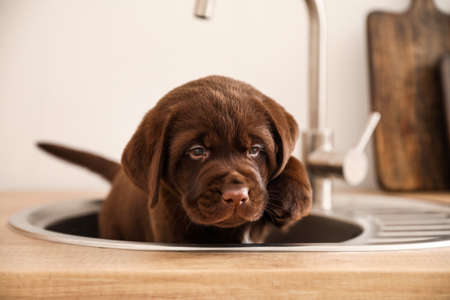 Cute Labrador puppy in the sinkの写真素材