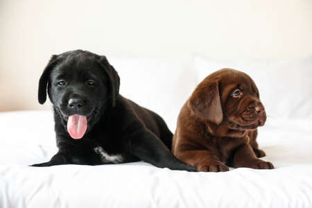 Cute Labrador puppies lying on bedの写真素材