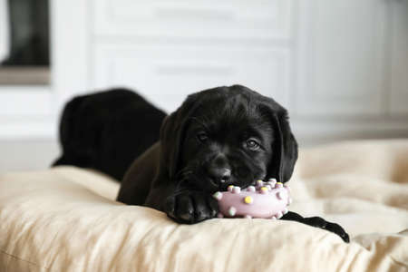 Cute Labrador puppy with toy in pet bedの写真素材