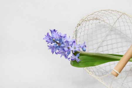 Basket with beautiful hyacinth flower on light backgroundの写真素材