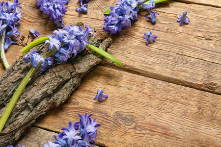 Beautiful hyacinth flowers and tree bark on wooden background, closeupの写真素材