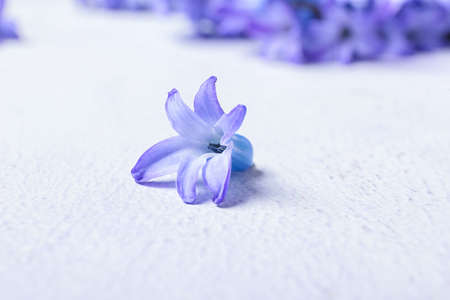Beautiful hyacinth flower on white background, closeup