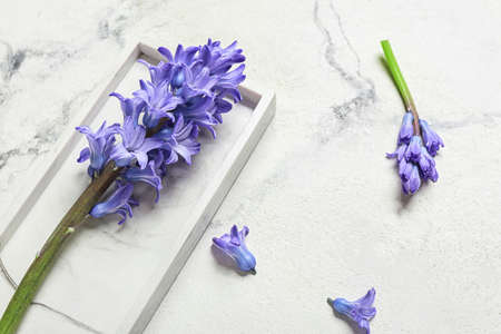 Plate with beautiful hyacinth flowers on light background, closeupの写真素材