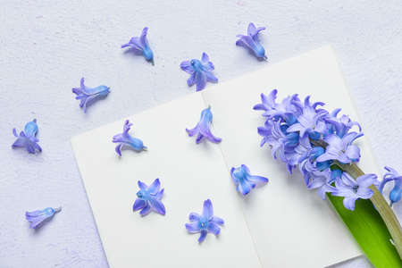 Beautiful hyacinth flower and blank notebook on light background, closeupの写真素材