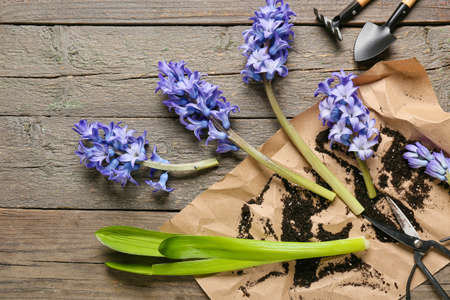 Composition with beautiful hyacinth flowers and gardening tools on wooden backgroundの写真素材