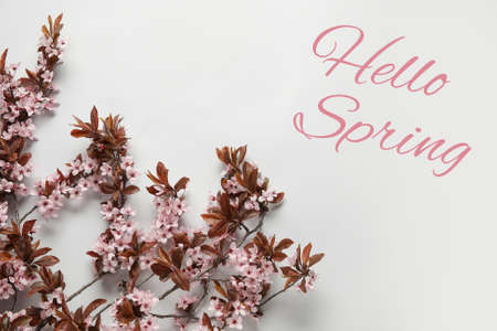 Beautiful blossoming tree branches on light background. hello springの写真素材