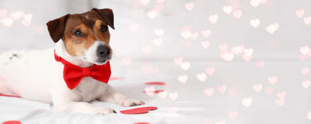 Jack Russel terrier with bow tie and paper hearts lying on bed with space for text. Valentine's Day celebrationの写真素材