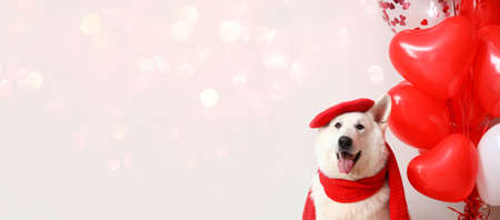 White dog with beret, scarf and balloons on light background with space for text. Valentine's Day celebrationの写真素材