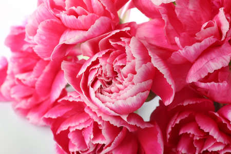 Beautiful carnation flowers on white background, closeup