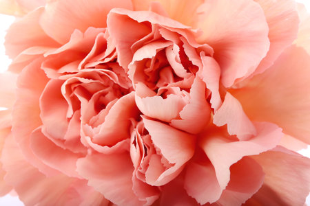 Beautiful carnation flower on white background, closeupの写真素材