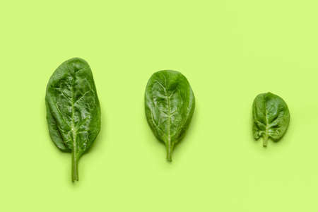 fresh spinach leaves on color backgroundの写真素材