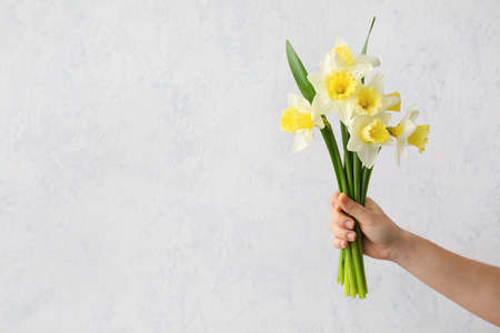 Female hand with beautiful daffodils on light backgroundの写真素材
