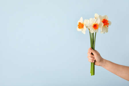 Female hand with beautiful daffodils on color backgroundの写真素材