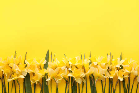Beautiful daffodils on color backgroundの写真素材