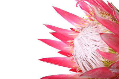 Beautiful protea flower on white background, closeupの写真素材