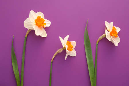 Beautiful daffodils on color backgroundの写真素材