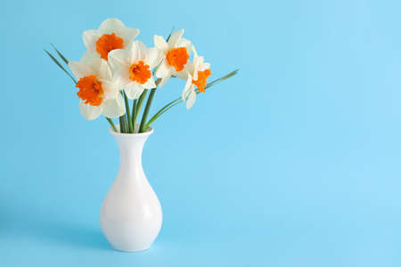 Vase with beautiful daffodils on color background