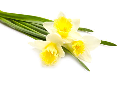 Beautiful daffodils on white backgroundの写真素材