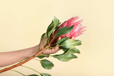 Female hand with beautiful protea flower on color background