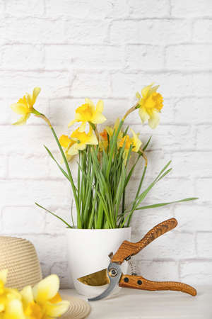 Narcissus flowers with pruner and hat on tableの写真素材