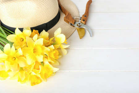 Narcissus flowers with pruner and hat on tableの写真素材