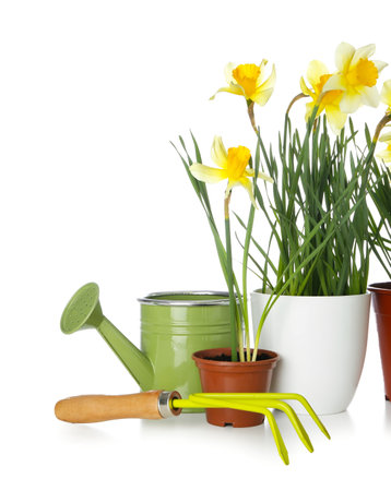 Gardening tools with narcissus plants on white backgroundの写真素材