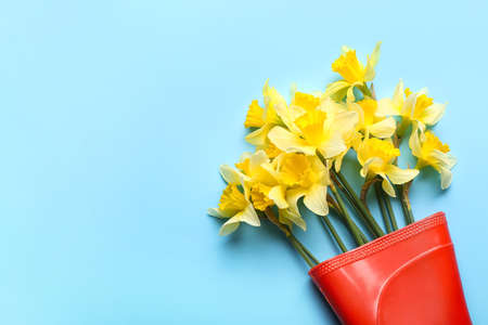 Gumboot with narcissus flowers on color background