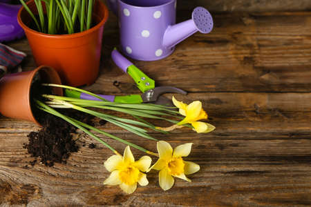 Gardening tools with narcissus plant on wooden backgroundの写真素材