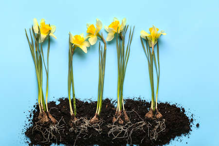 Narcissus plants with soil on color backgroundの写真素材