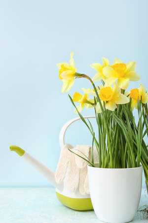 Gardening tools with narcissus plant on color backgroundの写真素材