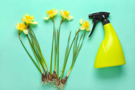 Water sprayer with narcissus flowers on color backgroundの写真素材