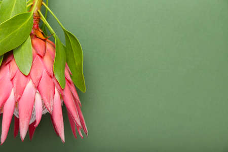 Beautiful protea flower on color background, closeupの写真素材