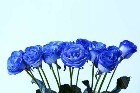 Beautiful blue roses on color backgroundの写真素材