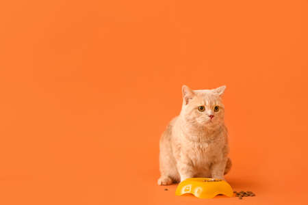 Cute cat and bowl with food on color backgroundの写真素材