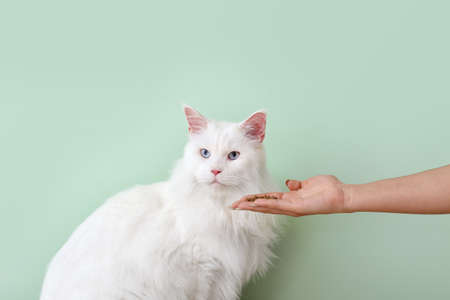 Owner feeding cute cat on color backgroundの写真素材