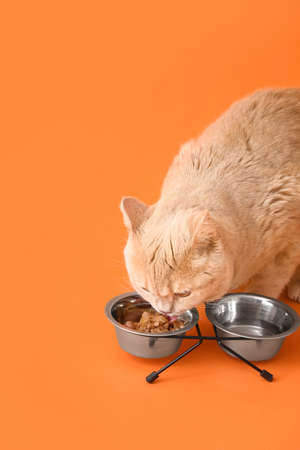 Cute cat eating food from bowl on color backgroundの写真素材