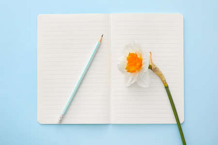 Beautiful daffodils, pencil and notebook on color background