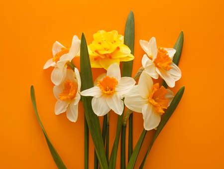 Beautiful daffodils on color backgroundの写真素材