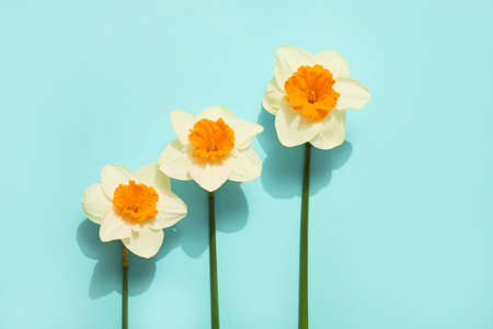 Beautiful daffodils on color background