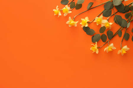 Beautiful daffodils on color backgroundの写真素材