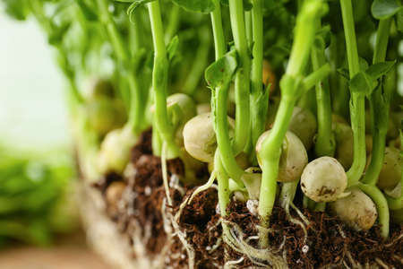 Fresh micro green sprouts, closeup