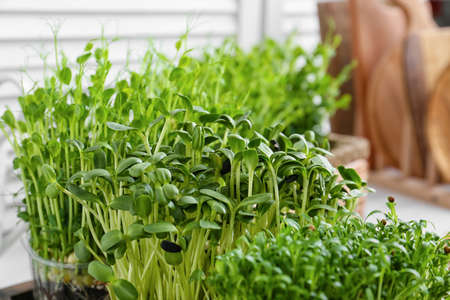 Fresh micro green sprouts, closeup