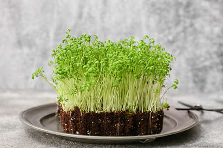 Plate with fresh micro green on grunge backgroundの写真素材