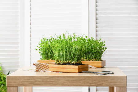 Boxes with fresh micro green on tableの写真素材