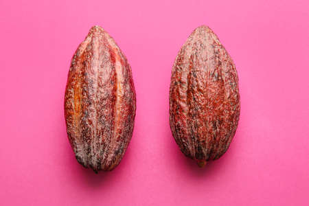 Fresh cocoa fruits on color backgroundの写真素材