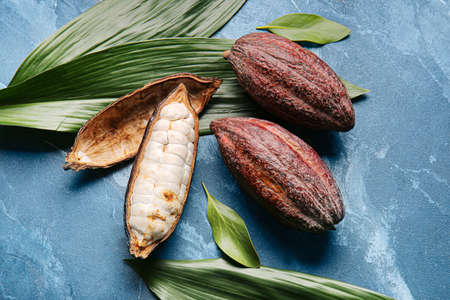 Fresh cocoa fruits and green leaves on color background