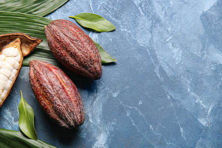 Fresh cocoa fruits and green leaves on color backgroundの写真素材