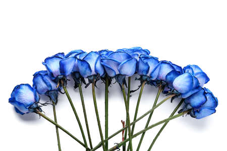 Beautiful blue roses on white backgroundの写真素材